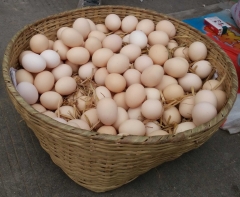 Fresh white and brown chicken eggs