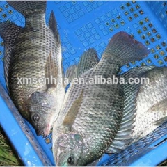 Good Quality Farmed Frozen Tilapia